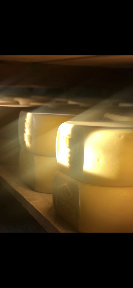 Taze Kaşar Peyniri 12-13KG