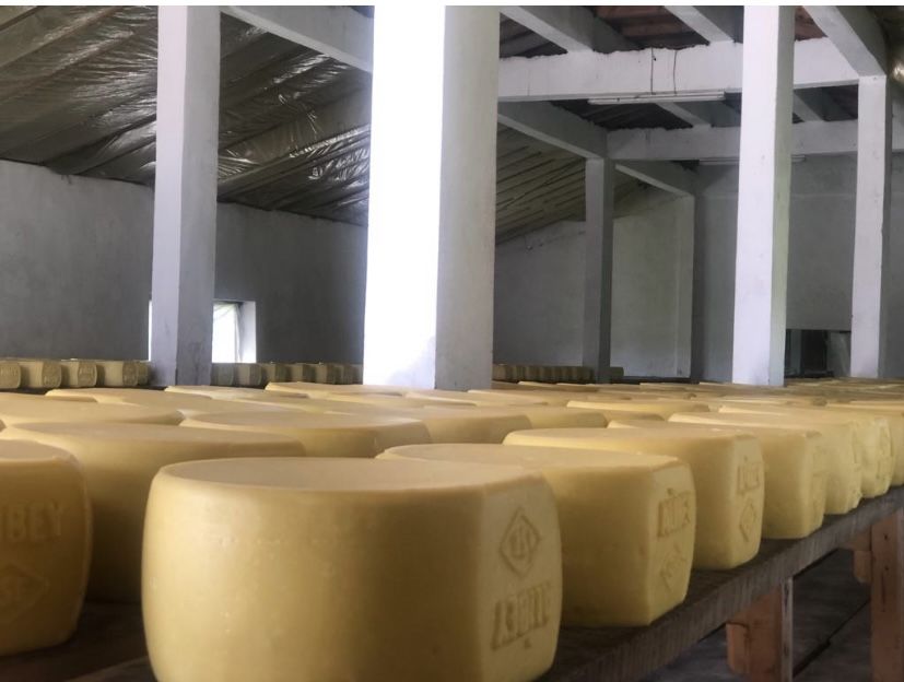 Taze Kaşar Peyniri 14-14,5KG